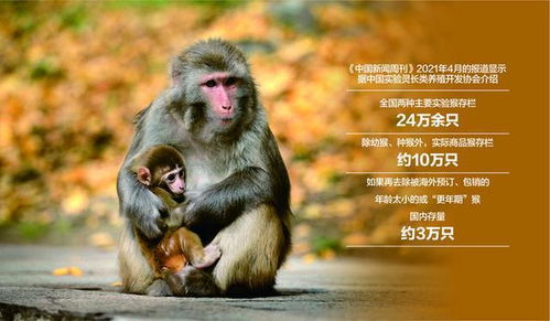 超过15万一只,实验猴价格5年涨8倍 