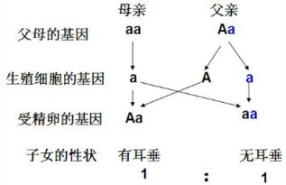 小强同学学习了生物遗传和变异的知识后.对性状的遗传现象很感兴趣.如图1是小强对家族内有无耳垂性状的调查示意图.请你根据图中提供的信息.回答问题 1 奶奶无耳垂 