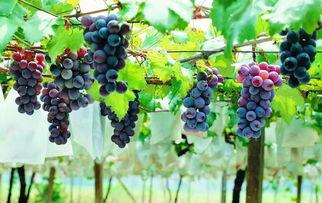 葡萄什么时候移栽最好,大葡萄树最佳移栽方法