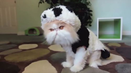 给可爱猫咪穿上熊猫装,还要给它吃竹子,你说怎么样 
