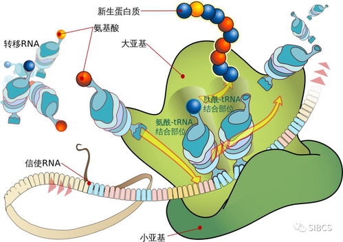 核糖体的作用,高中生物核糖体知识点(图2)