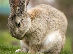 生肖属兔人2021年3月运程 情感三心二意,款项运程低下