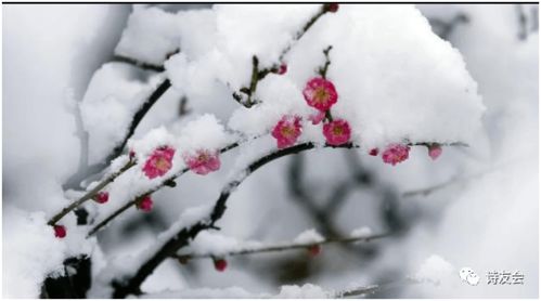 拥抱春雪范文;春意盎然豪情激昂的诗句？