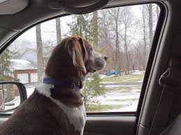 狗狗第一次坐车,不舒服一直闹,要怎么让狗狗安静坐车