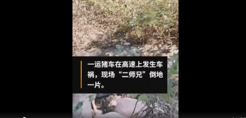 运猪车出车祸后 二师兄 命丧高速,5元一斤就地甩卖处理