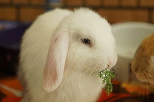 家中有兔 垂耳兔害眼和什么有关,四个月兔子害眼睛半睁