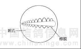 观测鸽眼栉膜的问与答 图