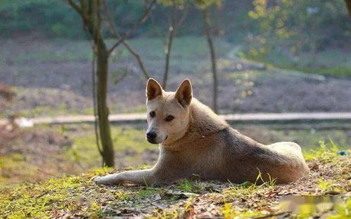 土狗为报 7日之恩 守在医院不离开,医生 它已经待了1个月了