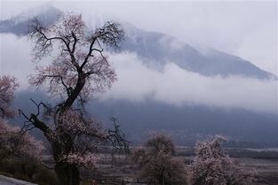 林芝波密桃花 羊湖星空 雅鲁藏布大峡谷 索松村环线5日自由行 3晚景区内住宿,羊湖边高原自助火锅,整车不超过12人