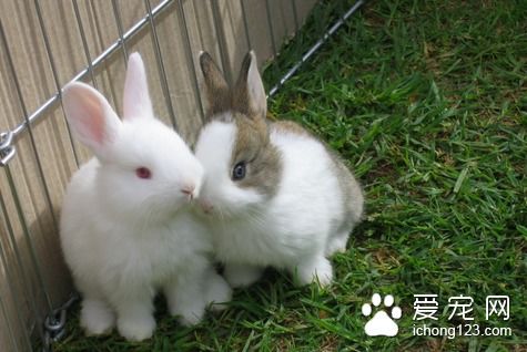 兔子得了脚皮炎怎么办 布置好兔子的兔舍