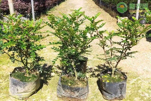 胡椒木盆栽的养殖方法