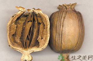罂粟壳的作用(罂粟壳的功效与作用罂粟壳的危害)