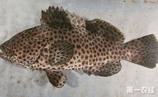 石斑鱼养殖环境的基本要求,淡水石斑鱼怎么养在鱼缸