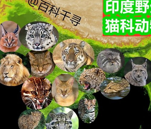 猞猁 豹猫 狞猫 薮猫 图片欣赏中心 急不急图文 Jpjww Com