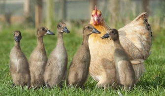 为什么要让母鸡孵化小鸭子 家鸭不会孵蛋是真的吗