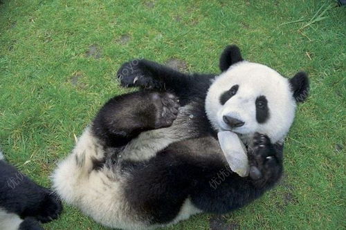 成都多只大熊猫遭遇 黑眼圈变白 ,小柳原田综合征是什么