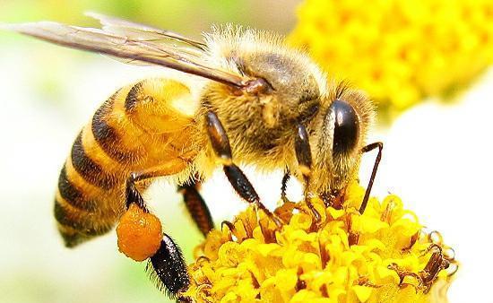 蜜蜂的蛰针为何会进化成连着肠子 这样的结果有什么生物意义
