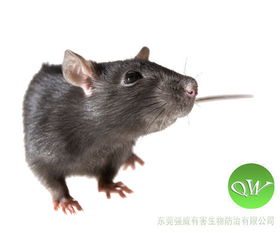 东莞凤岗灭鼠公司分析防治老鼠和处理死亡老鼠的方法 
