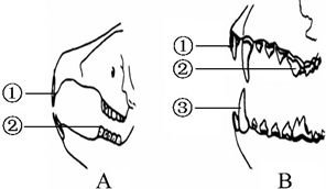 如图所示是兔和狼的牙齿结构示意图.请回答下列问题 1 与狼的牙齿相比.兔的牙齿没有 犬齿的分化.这是与其吃植物性食物相适应的. 2 狼和兔均属于哺乳动物.它们的生殖特征是胎生 