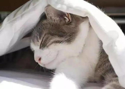 猫咪为什么喜欢钻被窝和人一起睡