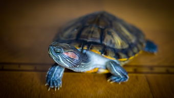 地图龟会咬别的小乌龟吗？
