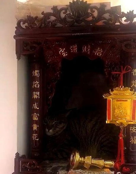 流浪猫冲进店里,一头扎进了财神怀里,招财猫归位