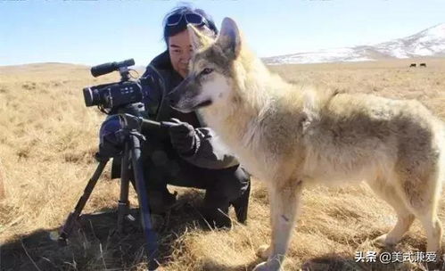 美女画家救下一只狼崽,并助它重返狼群,4年后见到它全家