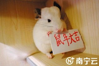 春节即将到来,鼠类宠物成为不少市民的 心头好