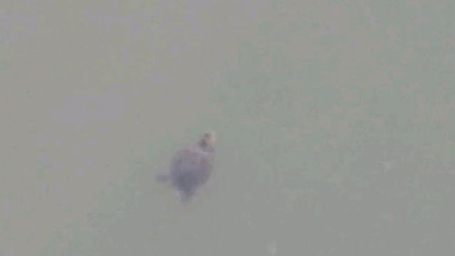 偶遇一只小乌龟在游泳 