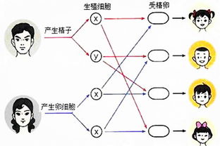 种瓜得瓜种豆得豆,精子的染色体才是决定宝宝性别的关键 