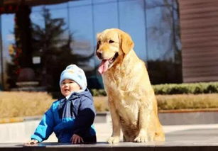 宝宝和狗狗的纯洁友谊,你知道哪些狗狗适合做孩子的朋友吗