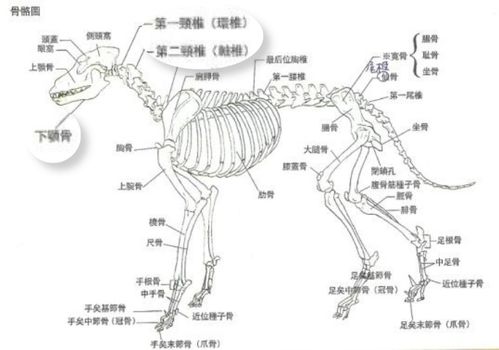 爱爆冲的狗狗,80 都在用胸背带