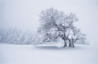 冬日雪景摄影技巧