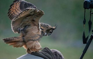 特殊癖好 荷兰猫头鹰偏爱在人类头顶 着陆 
