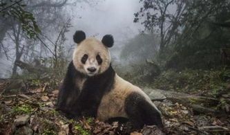 为何老虎看见野生大熊猫不会去吃呢 熊猫 食铁兽 不是虚的
