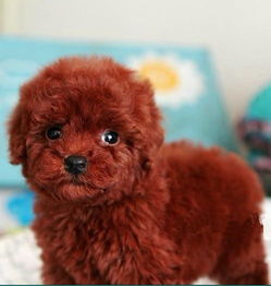 南京哪里出售泰迪小狗南京便宜泰迪怎么卖南京泰迪市场价