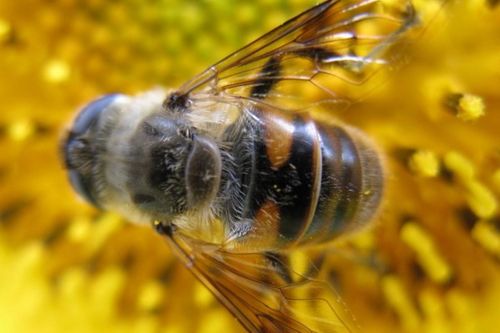 蜜蜂的天敌有哪些,侦查蜂最怕什么
