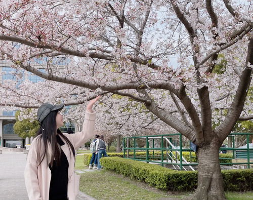 旅游方式分享 复旦大学一日游攻略 