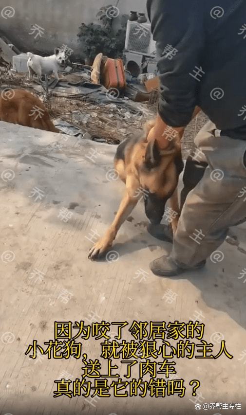 泪目 土狗咬邻家小花狗,被主人送去宰杀,上肉车时拼命挣扎