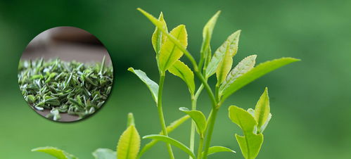 释玄斋禅茶文化