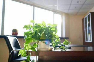 办公桌上养这4种高颜值的 小盆栽 ,让办公变得更高雅