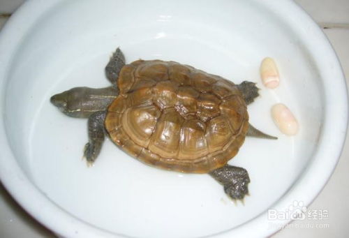乌龟怎么养才能生蛋 