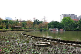 荔湾湖公园怎么停车(广州荔湾区东塱免费停车场)