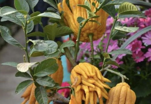 1种植物被称为 佛手 ,能长出黄色的 果子 ,闻着有清香