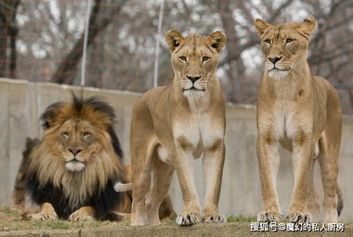 为什么狮子这种猫科动物,成年之后身上的斑点会消失