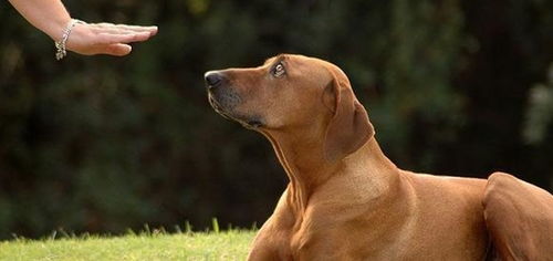 如果你家狗狗听不见你说话,我们该如何训练它,帮它寻回正常生活