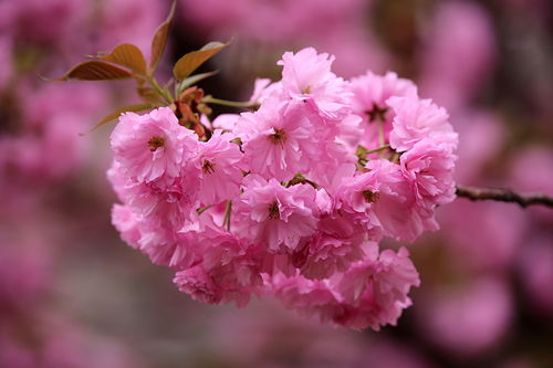 庚子年樱花絮语 我国从日本引种的那些樱花究竟有什么来历