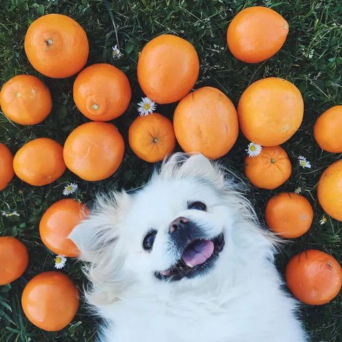 狗狗可以吃什么水果