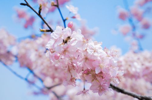 春日限定浪漫 百花齐放,色彩缤纷,观峰林,赏花海,坐船游仙境,怡然自得 的花海 