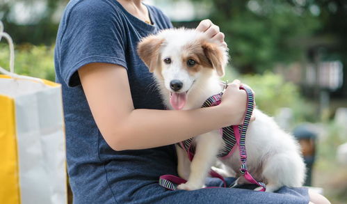 关于狂犬疫苗的有效接种时间,看这3点或能给你一个满意的答案